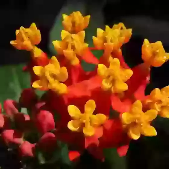 Asclepias curassavica Tropical milkweed Blood Flower